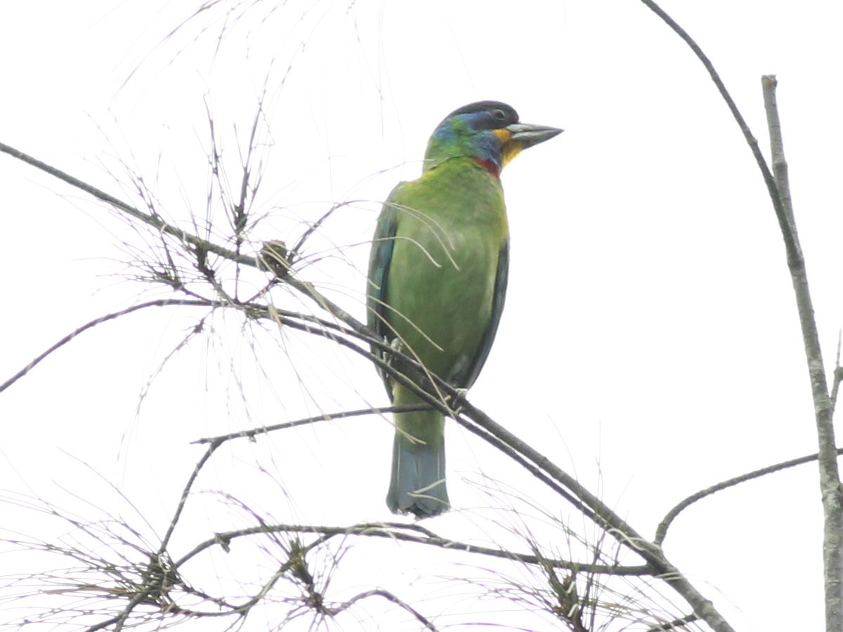 Chinese Barbet 210324.jpg