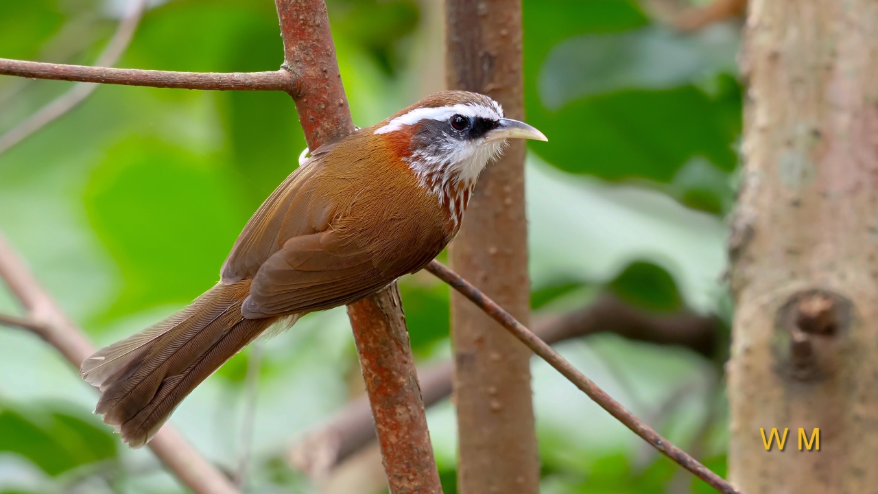 Streak-breastedScimitarBabbler1.jpg