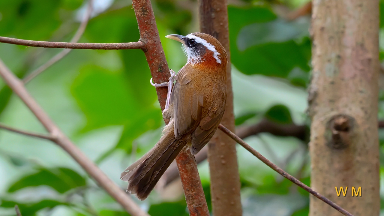 Streak-breastedScimitarBabbler2.jpg