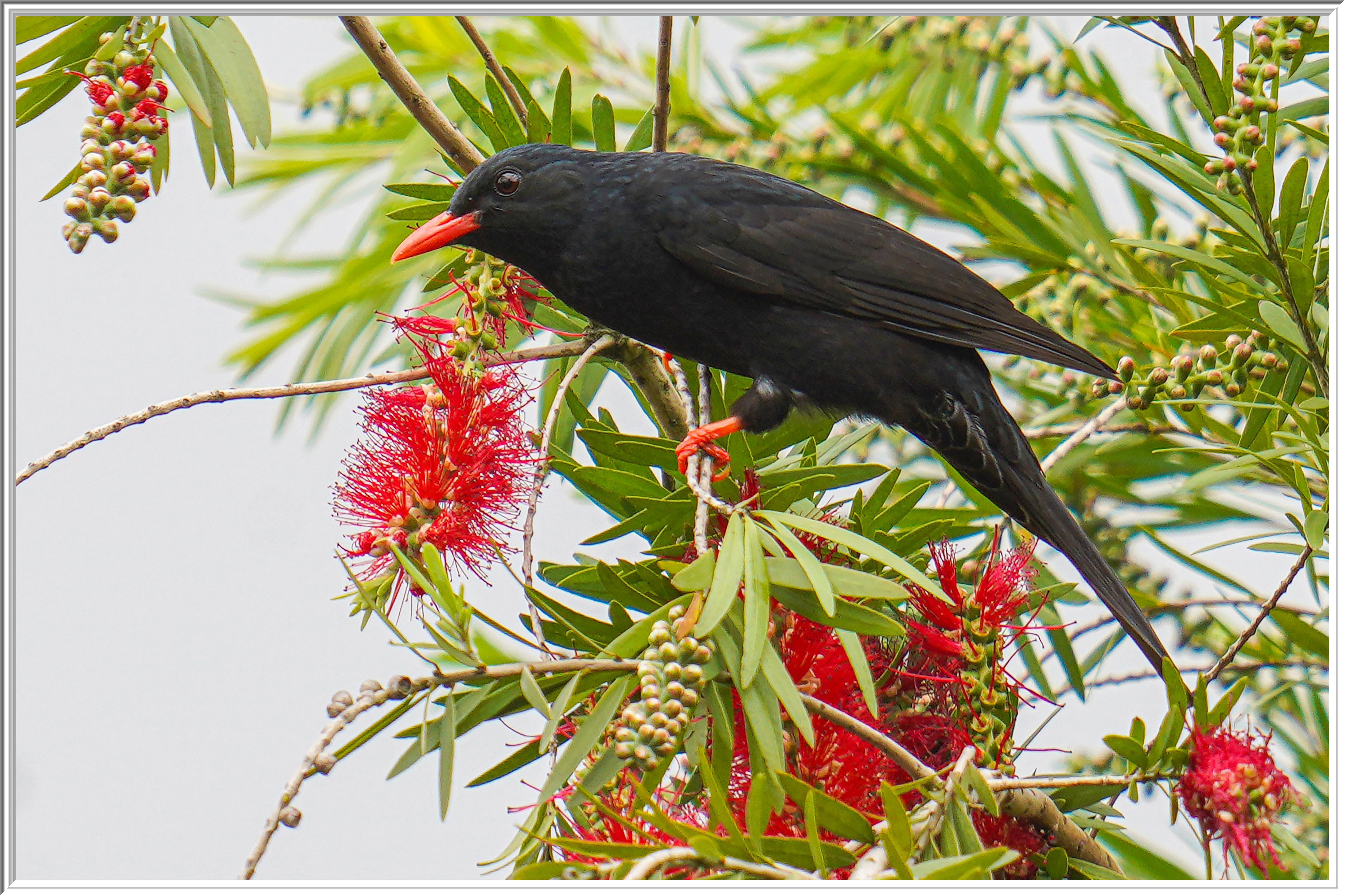 黑短脚鵯 (Black Bulbul).jpg