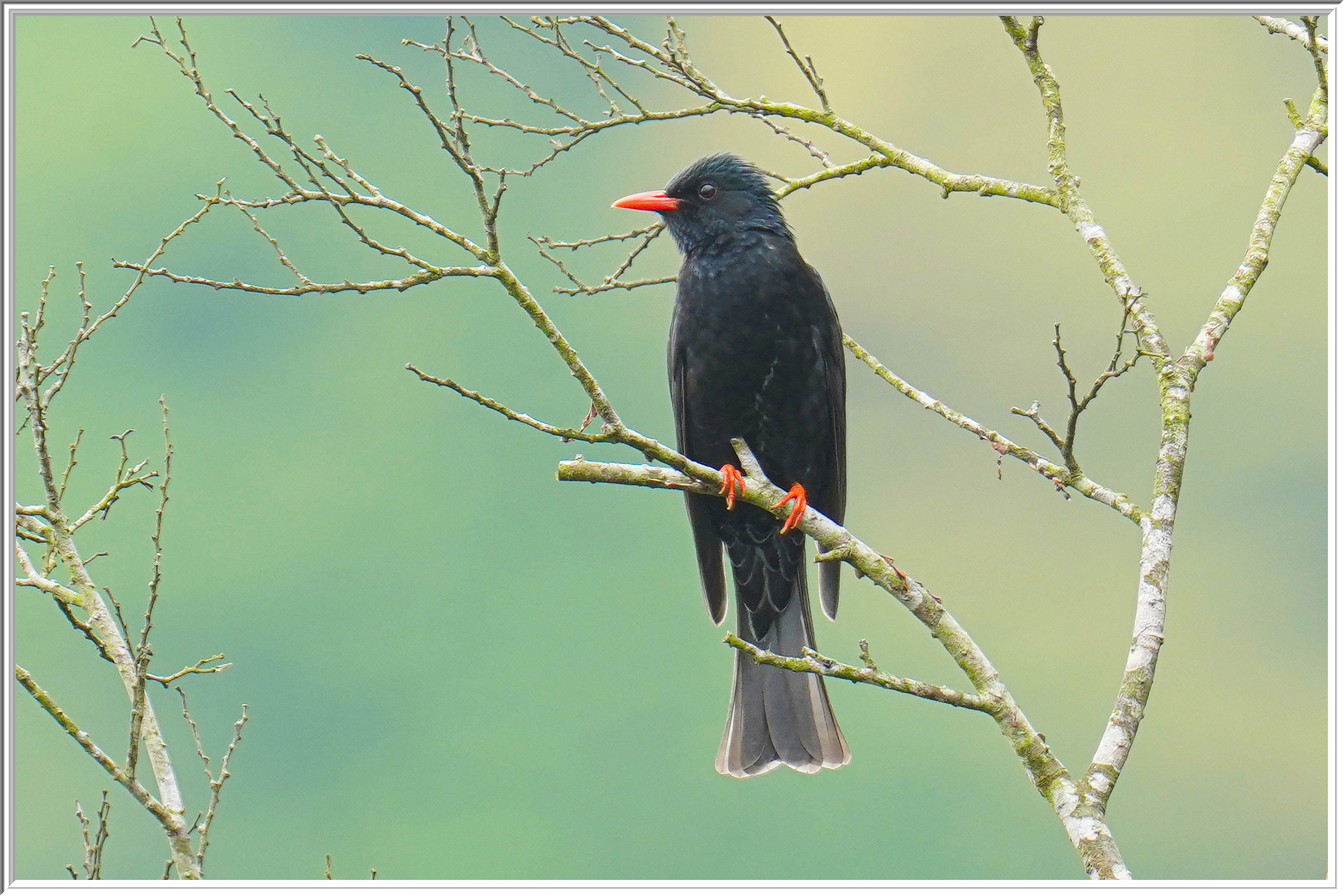 黑短脚鵯 (Black Bulbul) - 3.jpg