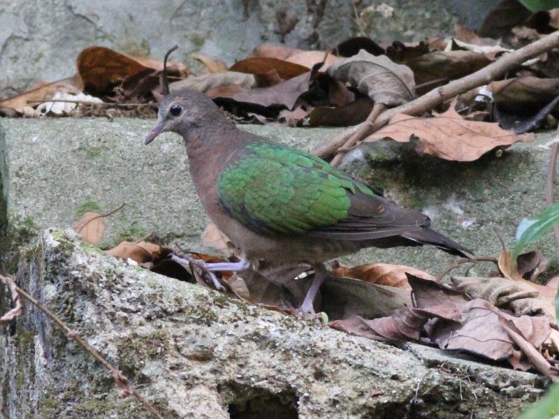 Common Emerald Dove [f] 210406.jpg