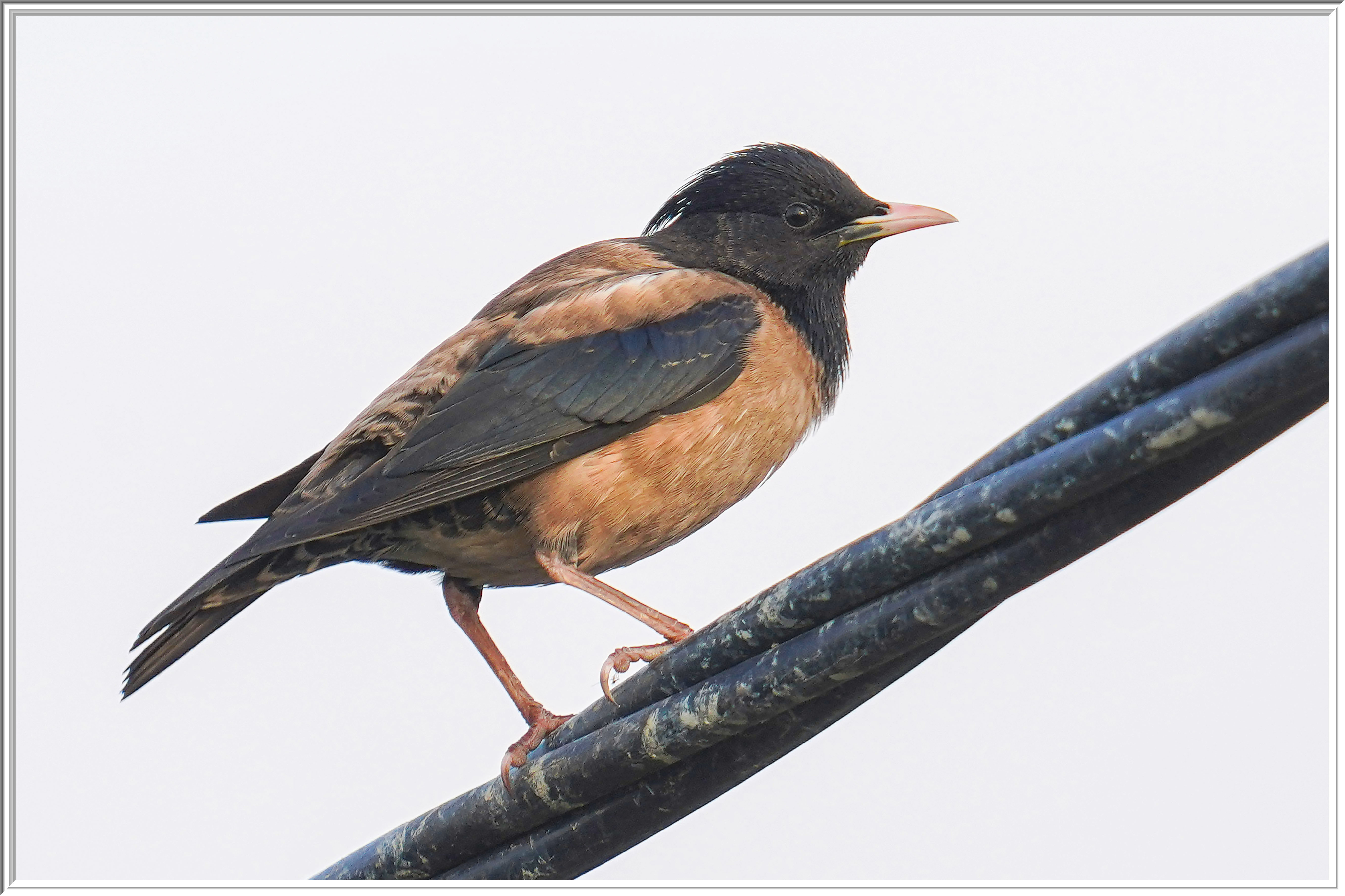 粉紅椋鳥 (Rosy Starling) Apr 12.jpg