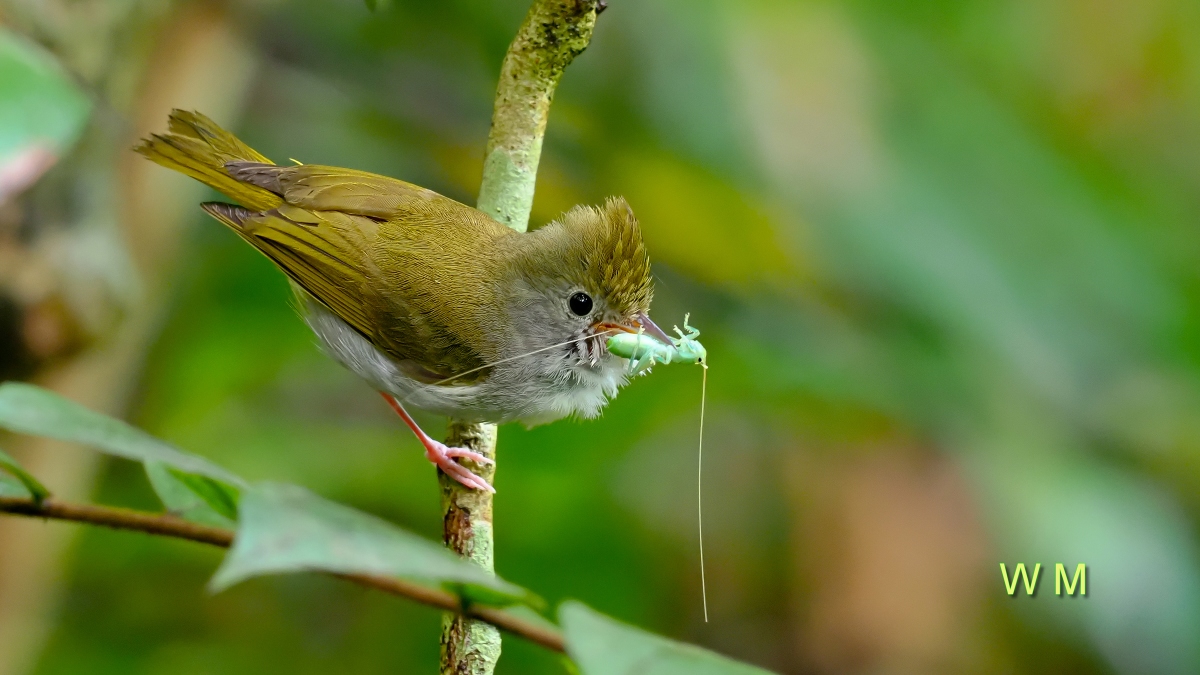 White-belliedYuhina2.jpg