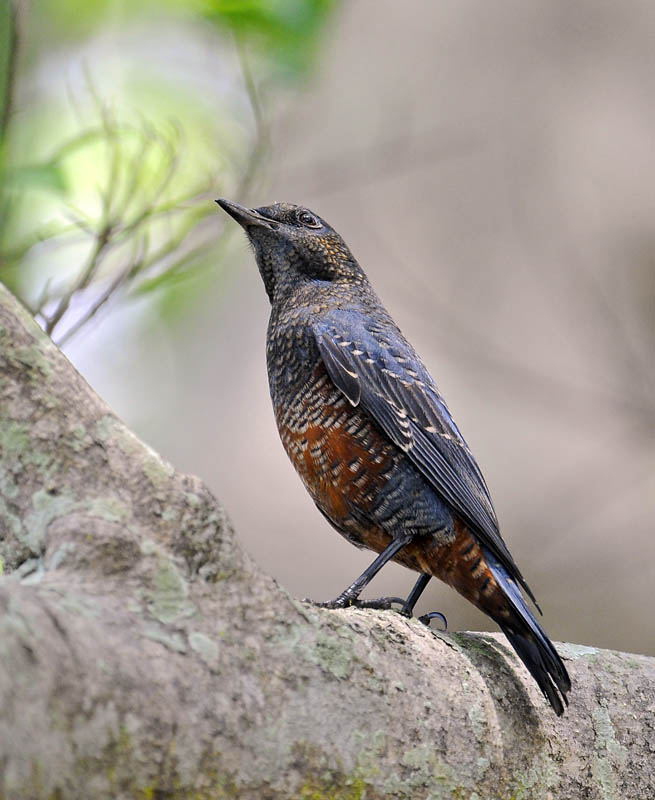 blue rock thrush male_DSC3322.jpg