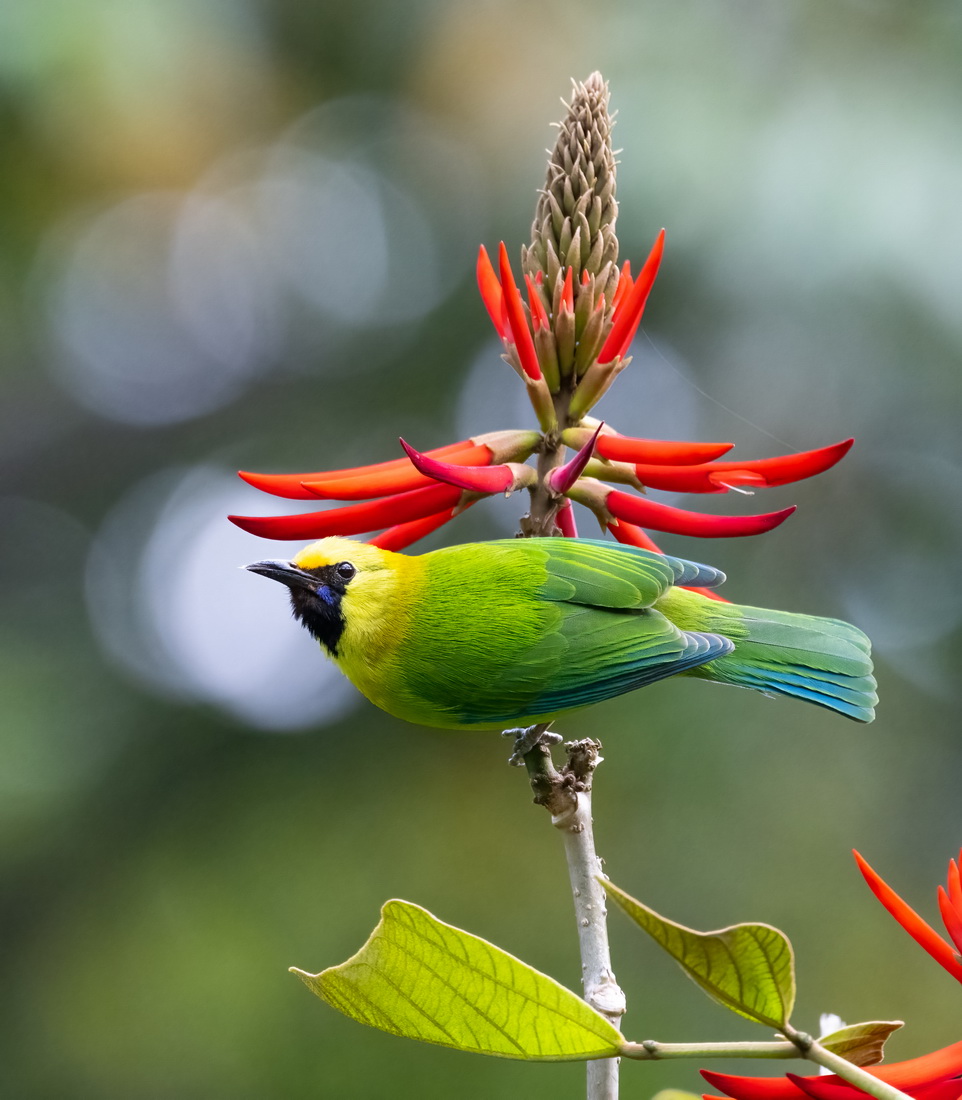 leafbird.jpg