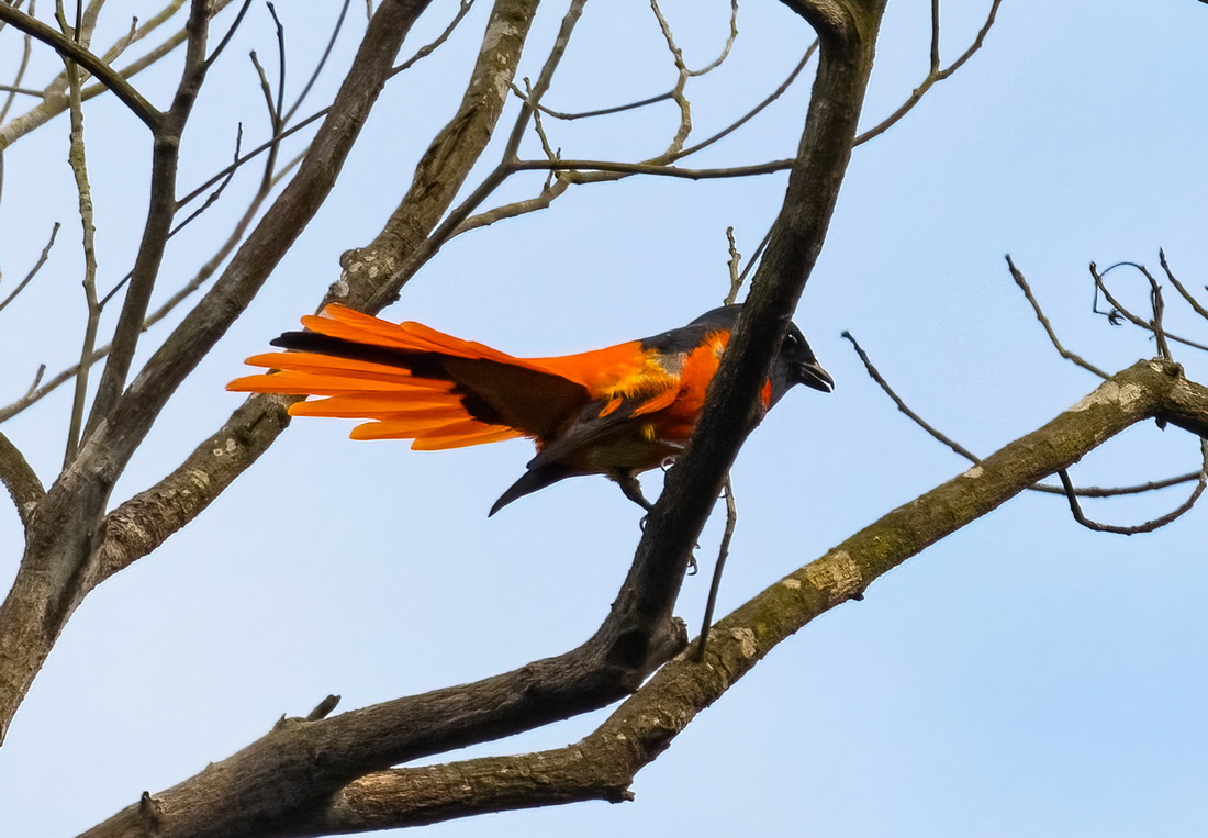 Scarlet Minivet.jpg