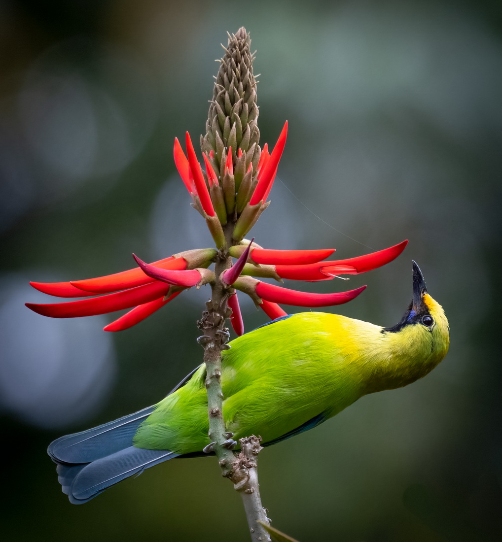 leafbird2.jpg