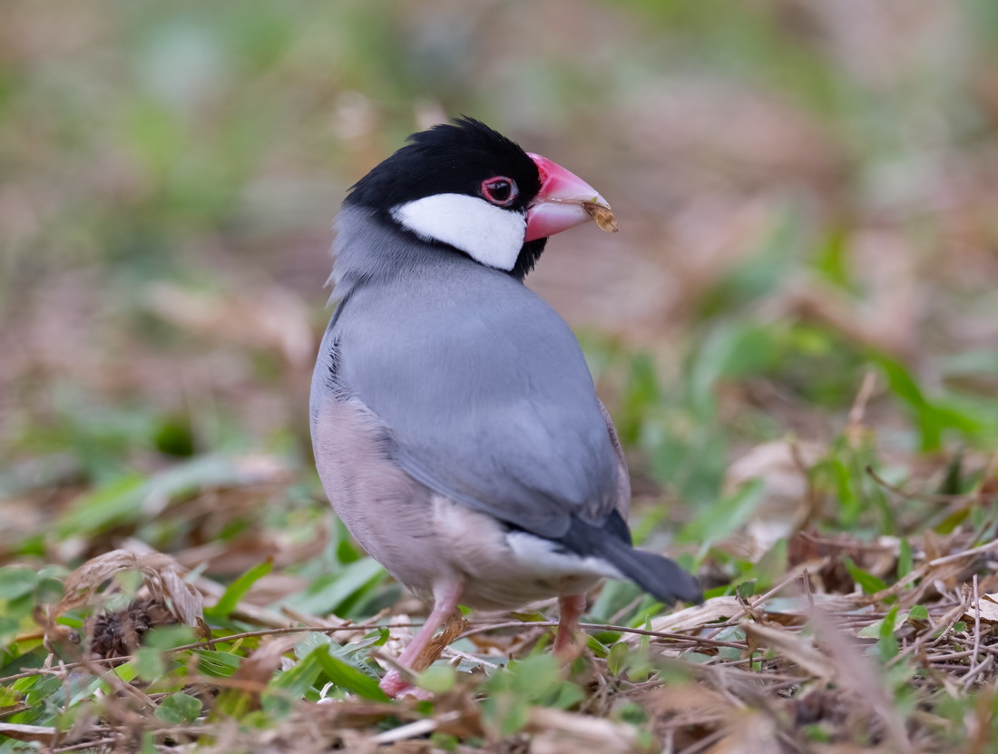 java sparrow1.jpg