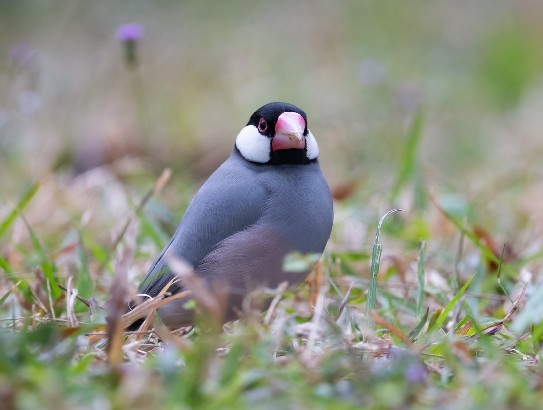 java sparrow2.jpg