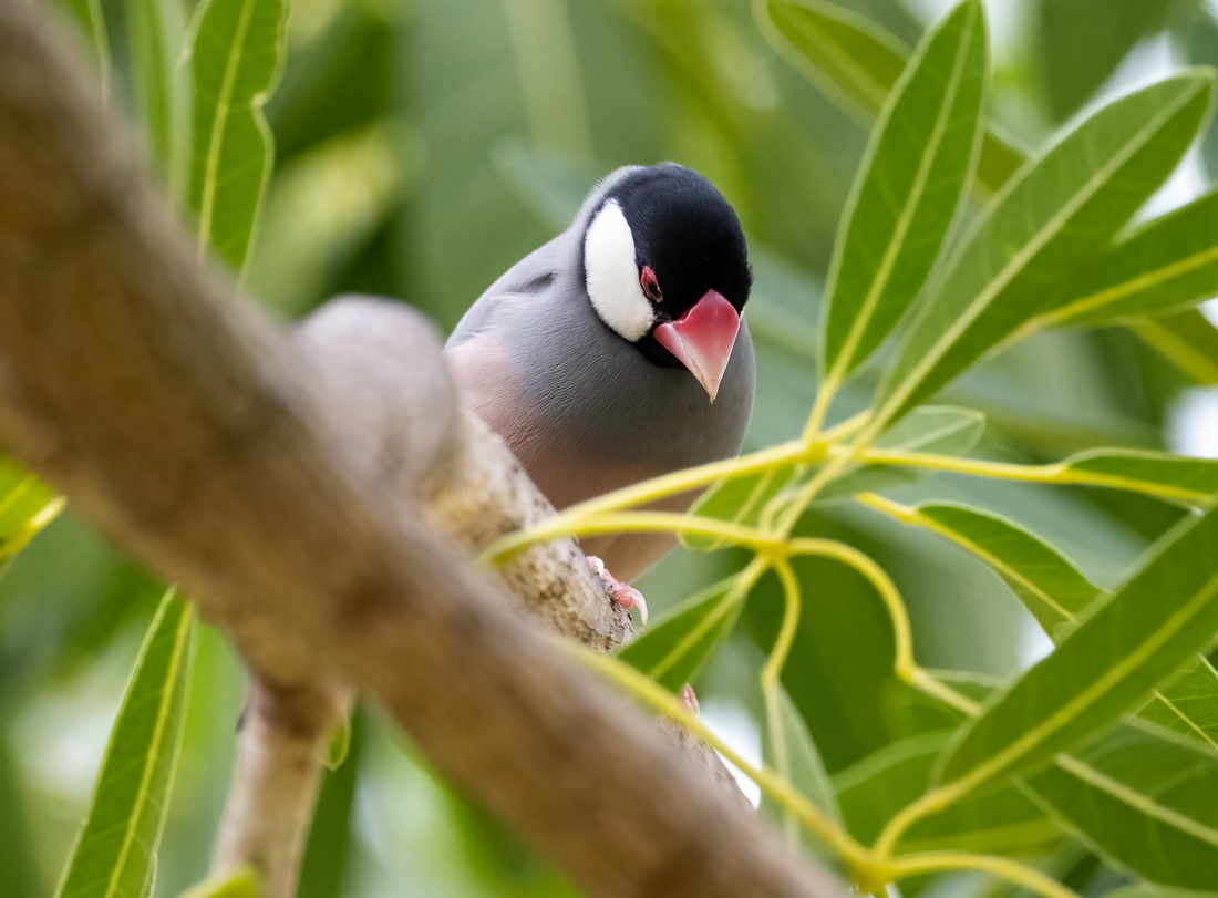 java sparrow5.jpg