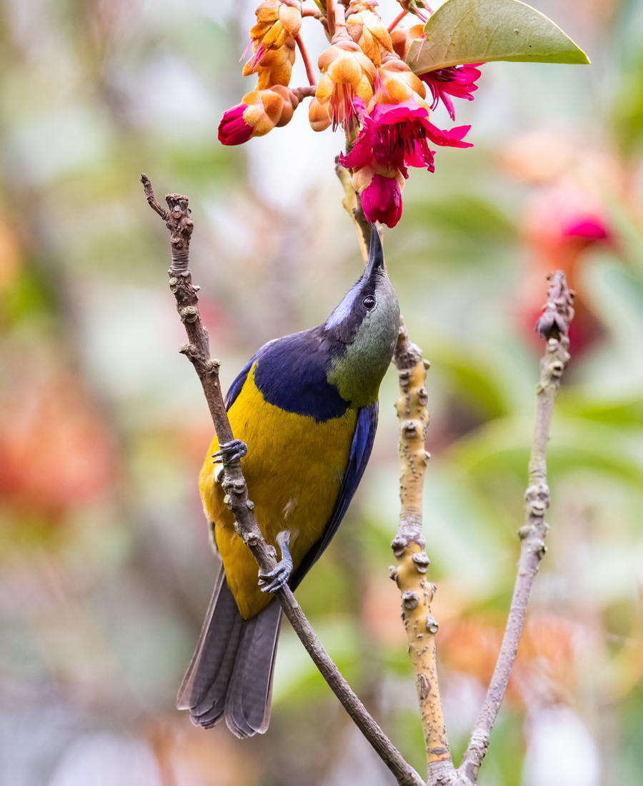 Orange-bellied Leafbird 橙腹葉鵯- Minivets 山椒鳥- Landbirds 陸鳥 