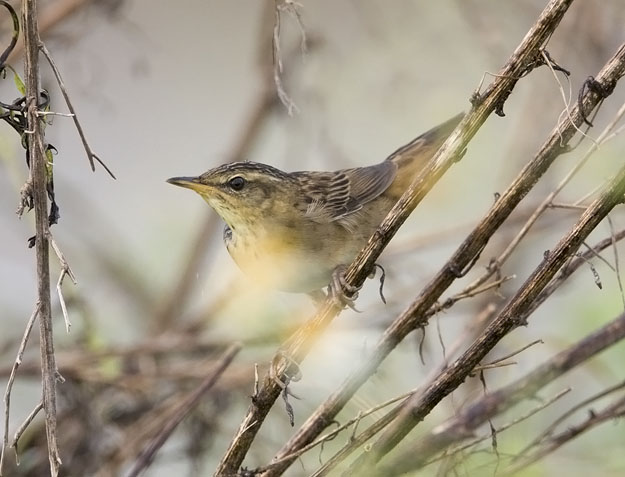 Pallas's grasshopper warbler 4.jpg