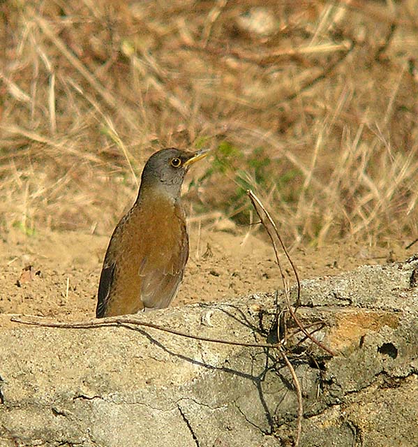 pale thrush.maleDSCN6526.jpg