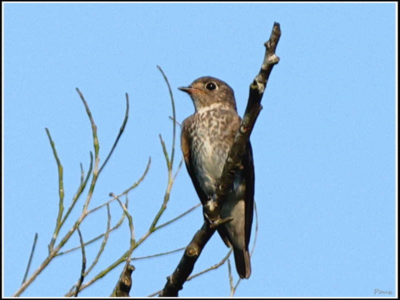 Dark-sided Flycatcher 烏鶲- Tai Po Kau 大埔滘- IBA 重點鳥區- HKBWS 