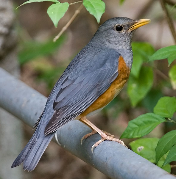 Grey-backed-thrush-2.jpg