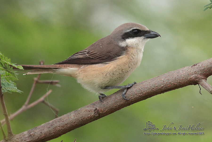 230513_BrownShrike_J_A62-03.jpg