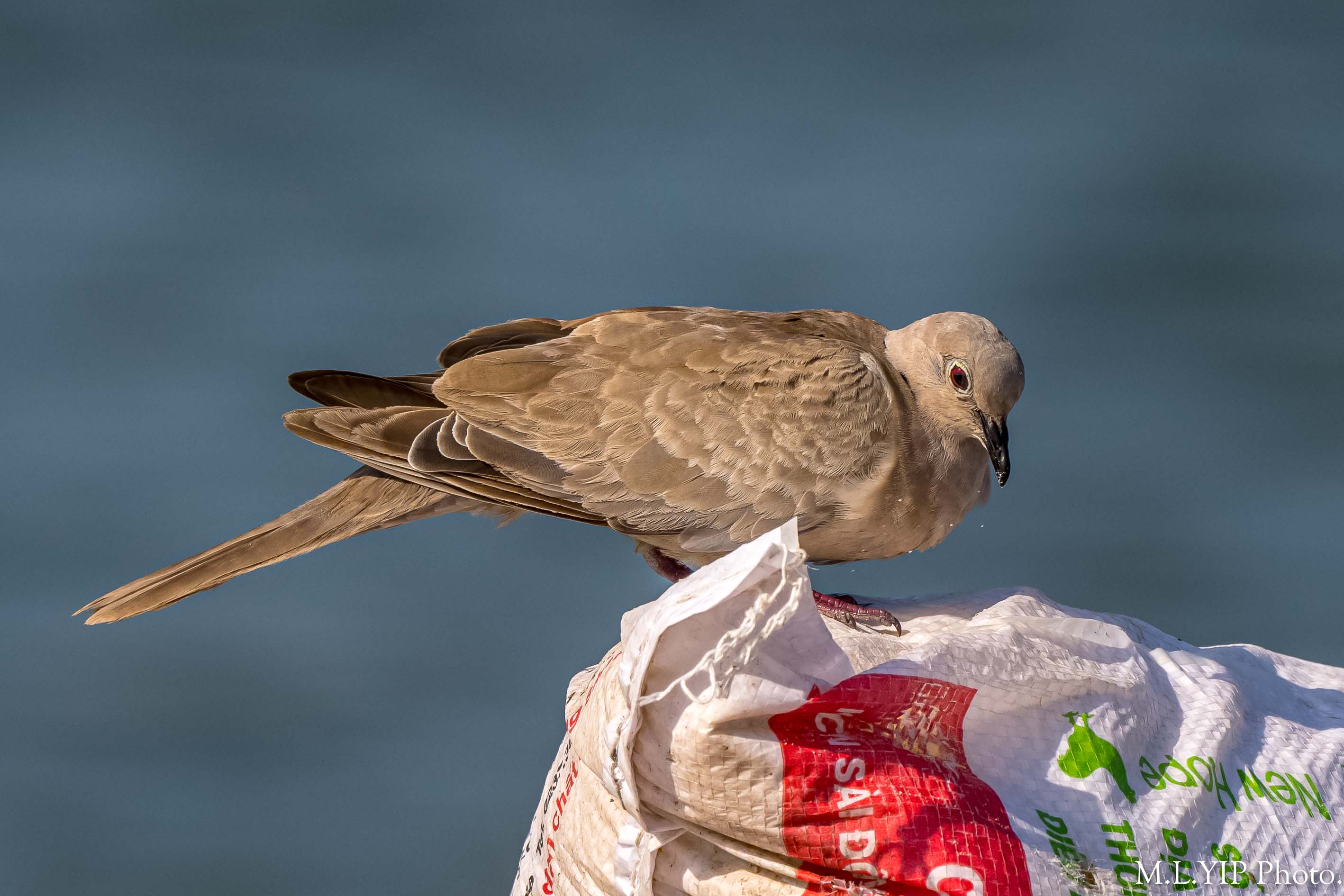 灰斑鳩. - Doves 鳩- Landbirds 陸鳥- HKBWS Forum 香港觀鳥會討論區 