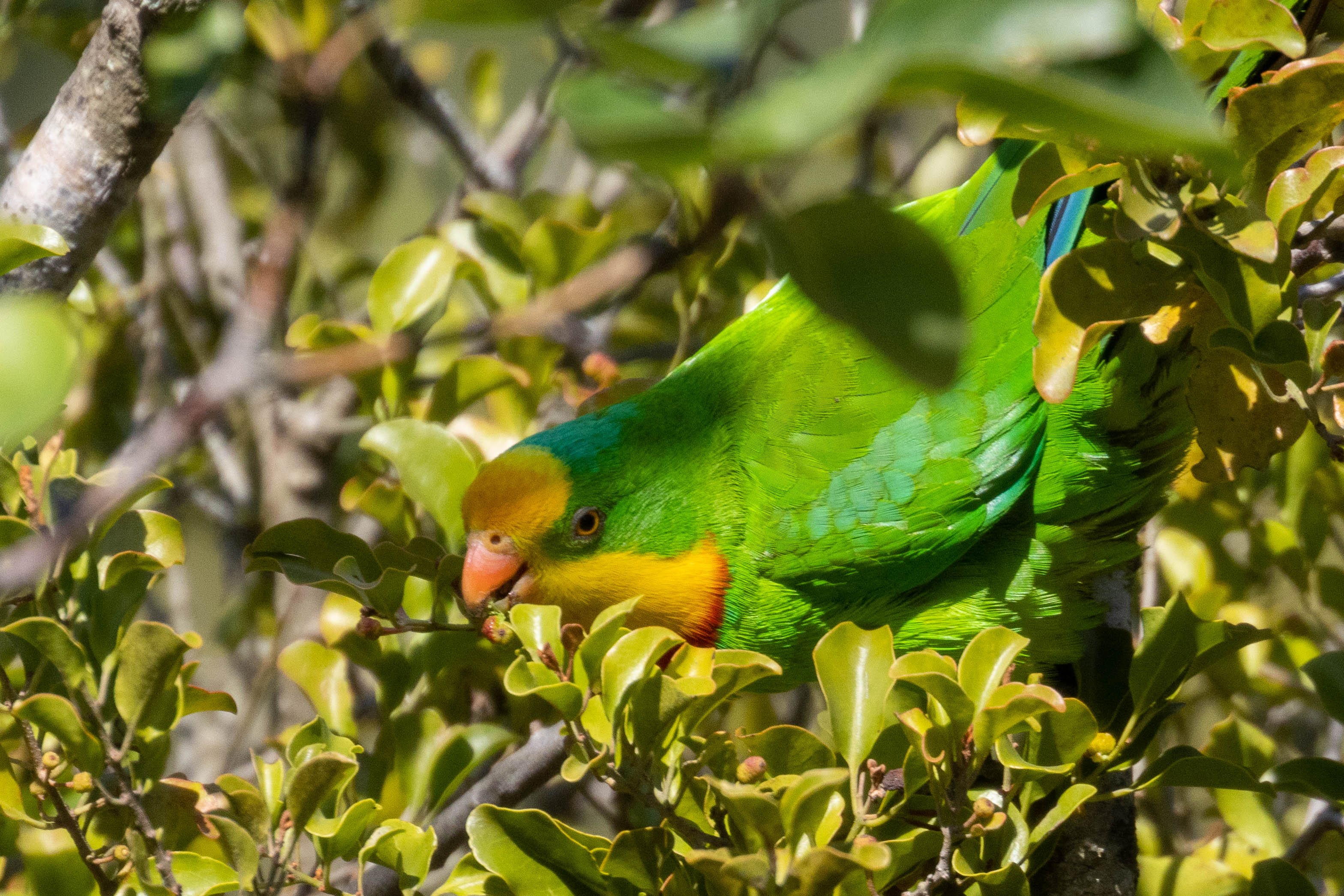 Superb Parrot - Hoopoes 戴勝 - Landbirds 陸鳥 - HKBWS Forum 香港觀鳥會討論區 ...