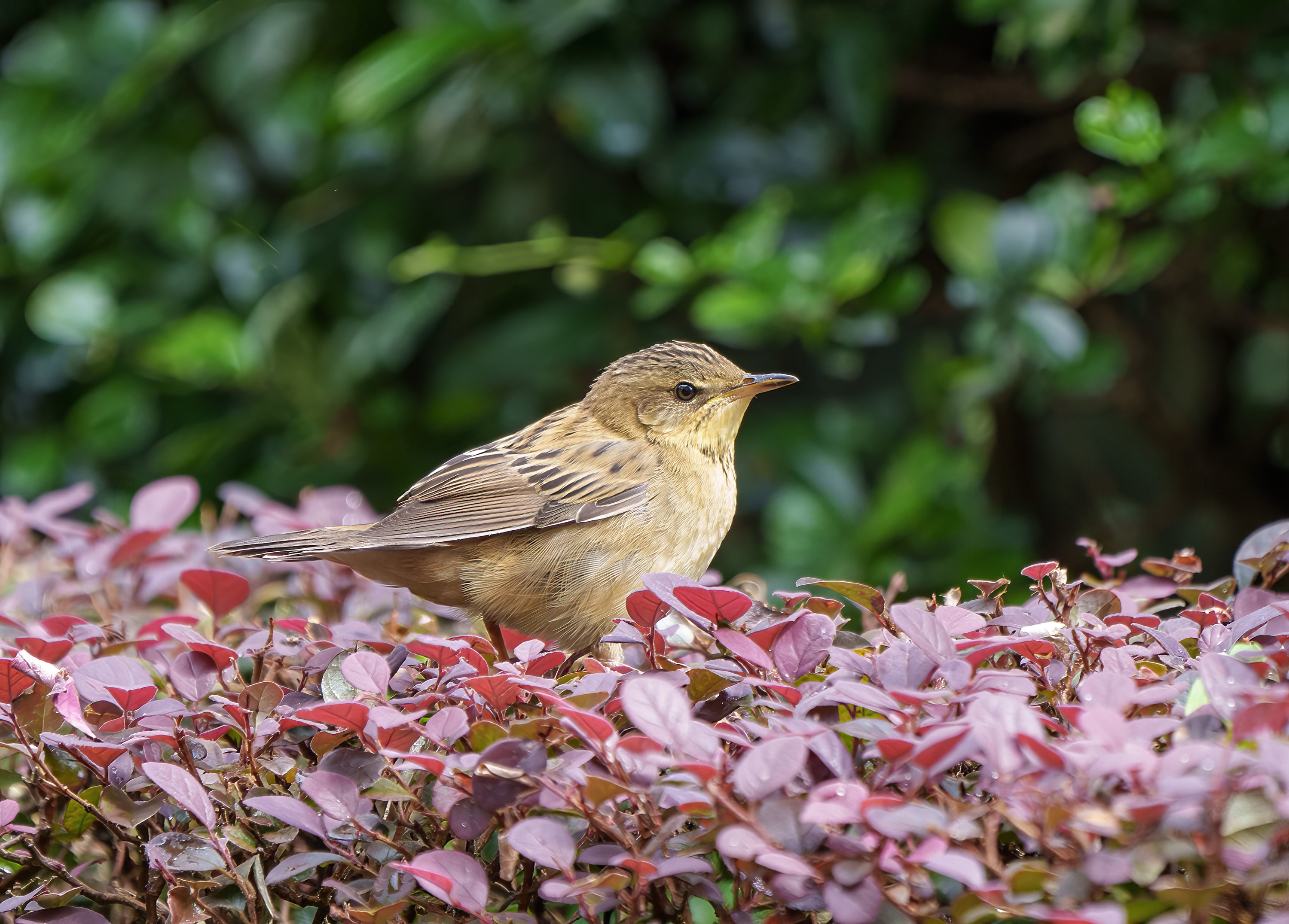 Pallas's Grasshopper Warbler DSC02370.jpg