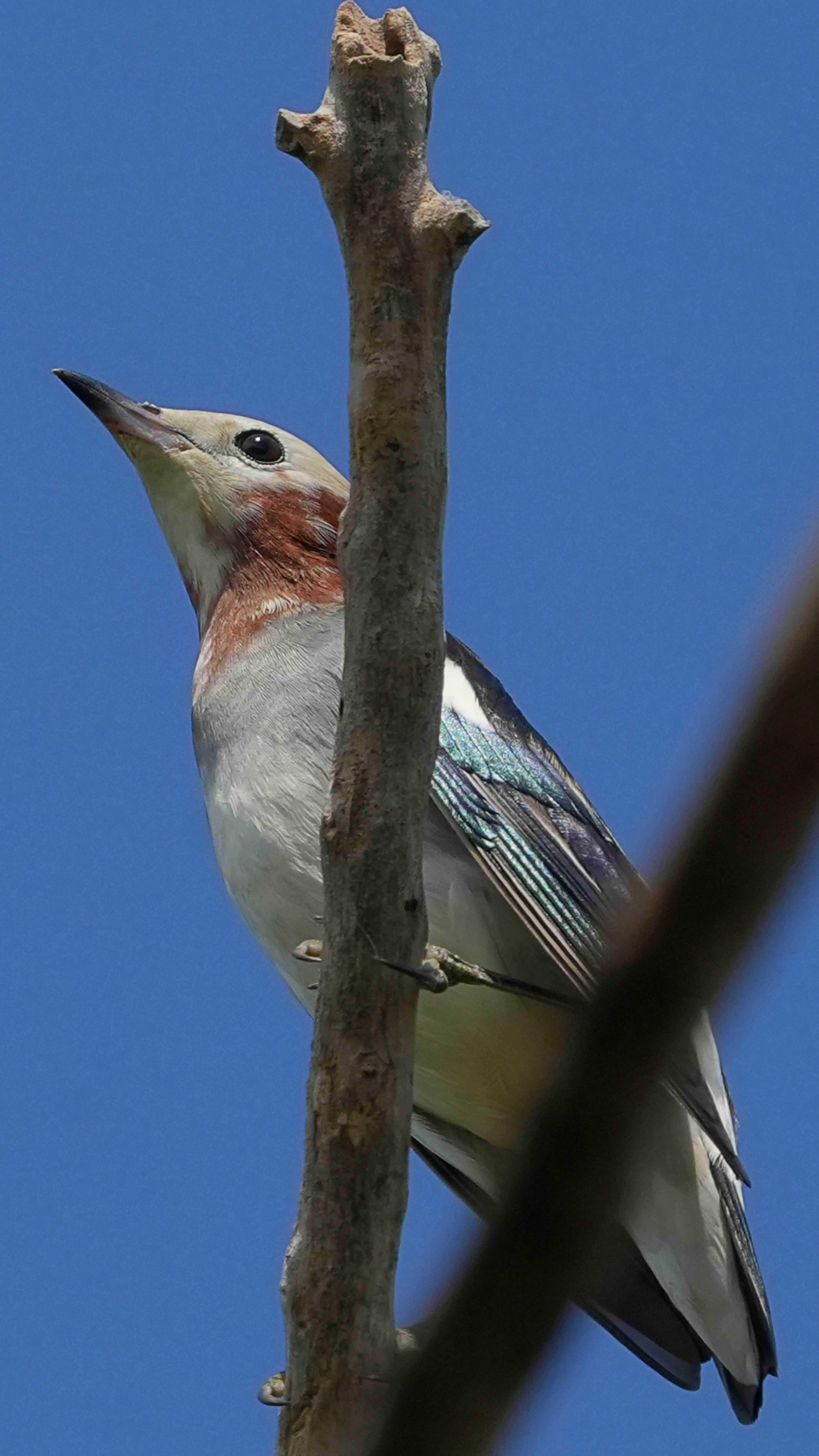 椋鳥  紫背椋鳥  Chestnut-cheeked starling A7405799.JPG