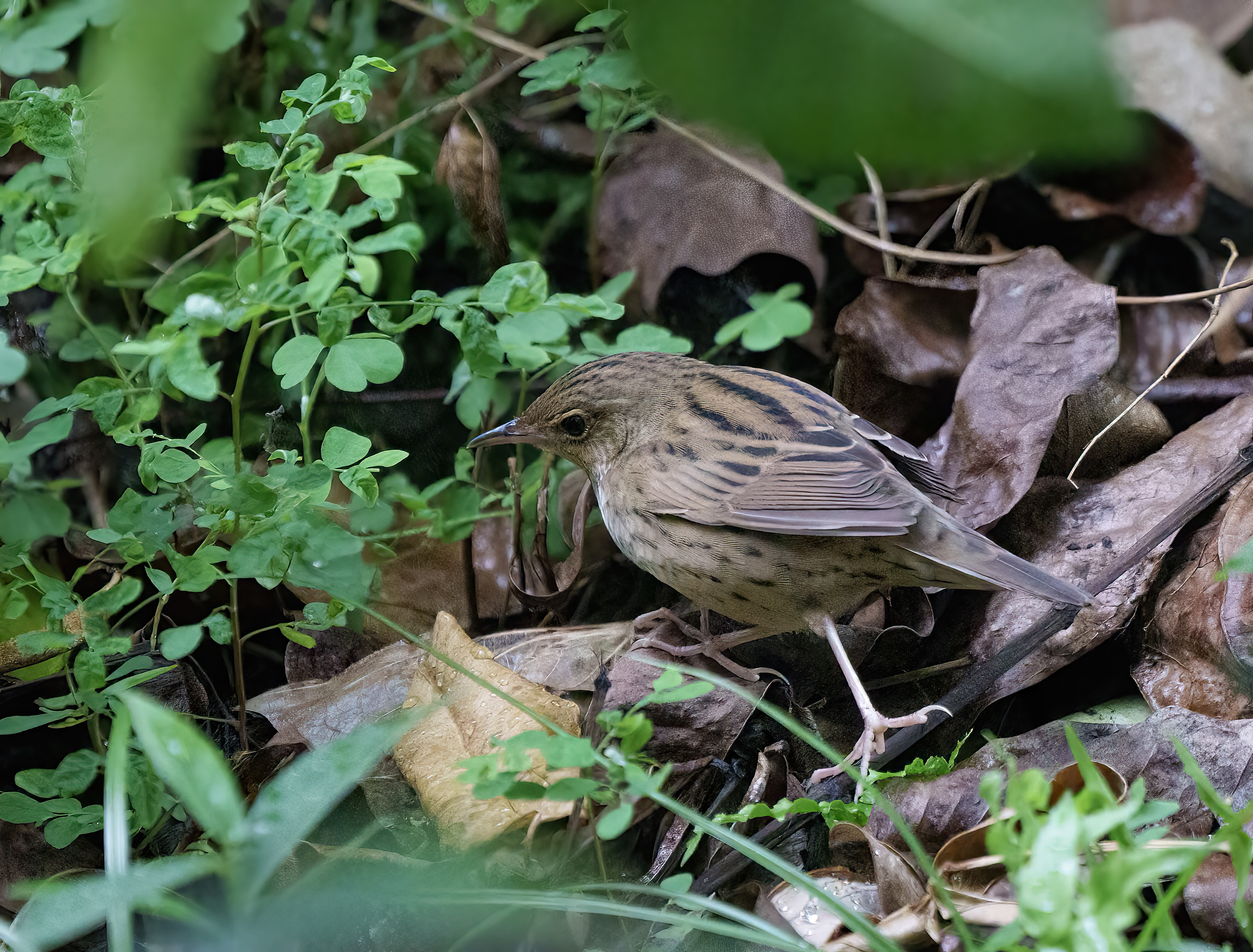 Lanceoated Warbler DSC02475.jpg