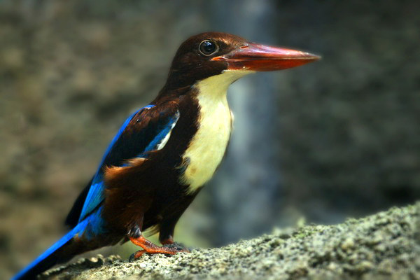 kingfisher.jpg