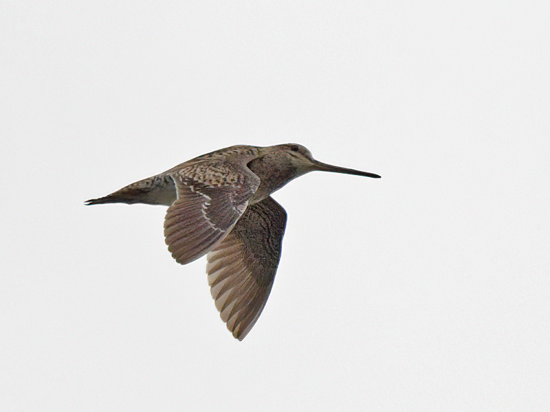 DSC_6819==.JPG