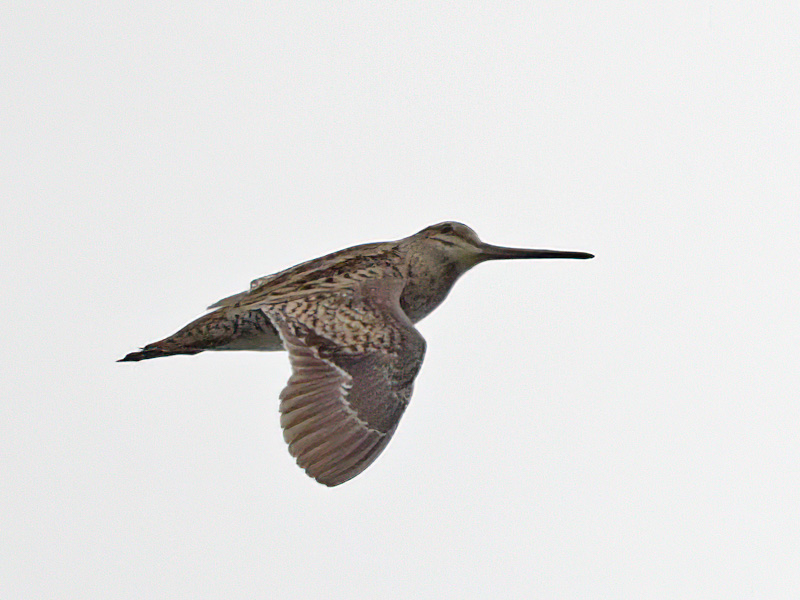 DSC_6829==.JPG