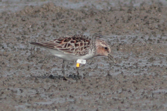 RN_Stint_250506_J_A6651.JPG