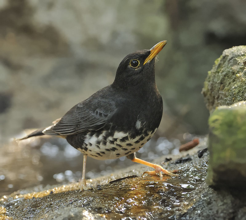 japanese thrush male c_DSC9840_1.jpg