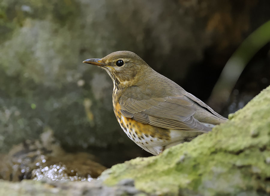 japanese thrush female c_DSC9722_1.jpg