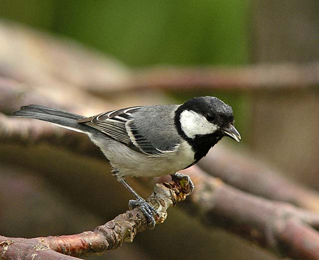 greatf tit DSCN9972.jpg