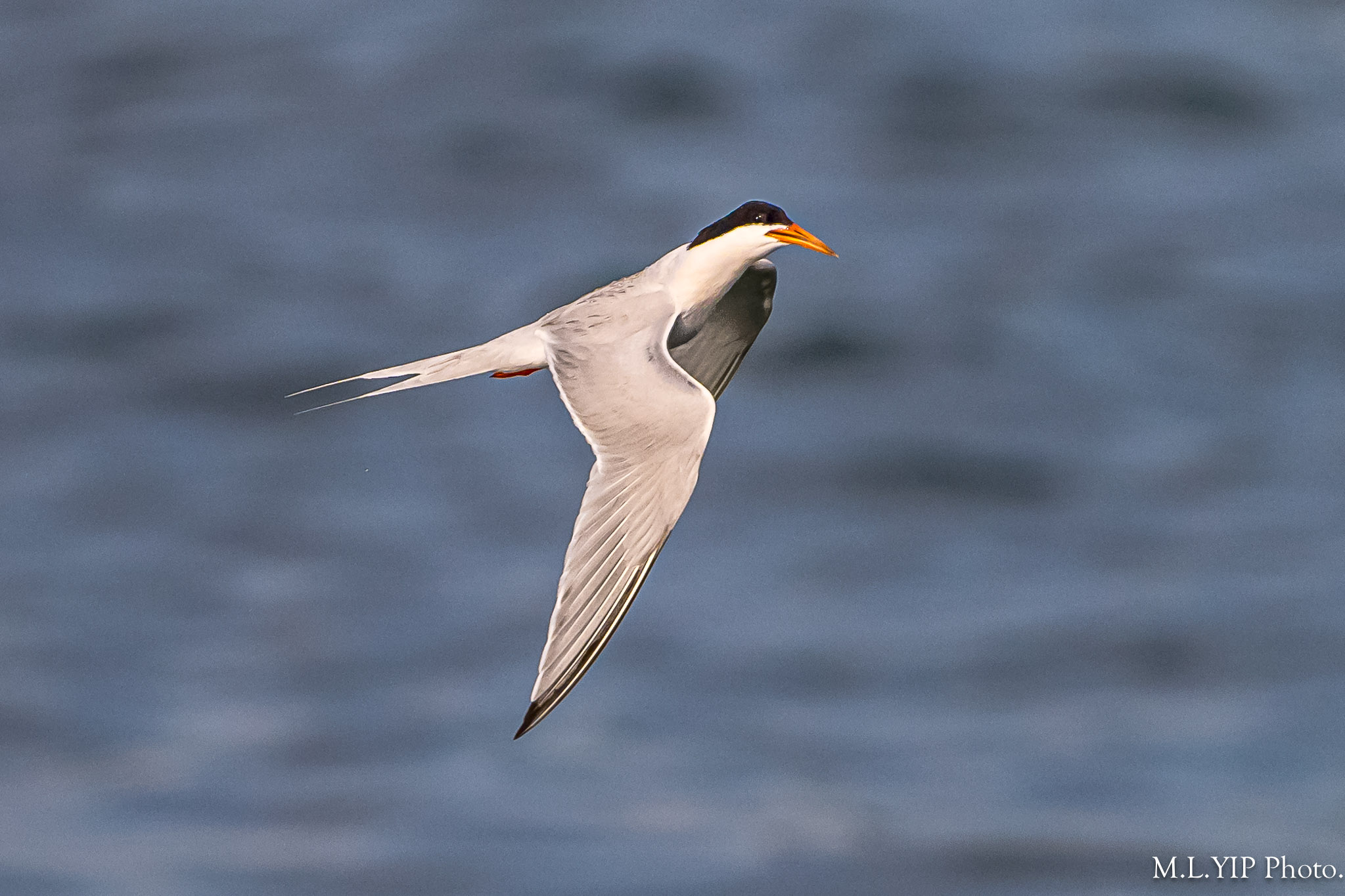 Z8P_4406.jpg