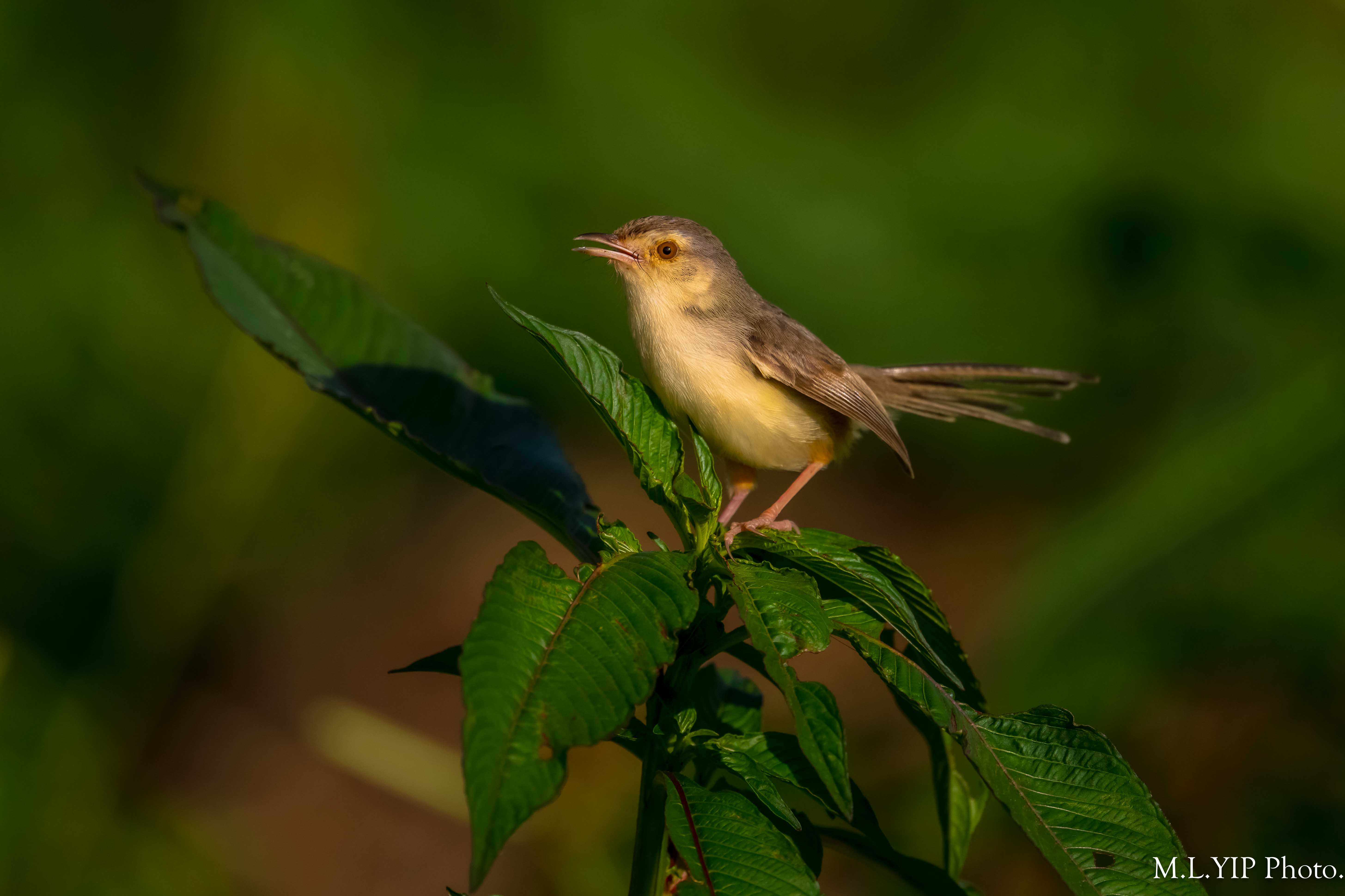 Z8S_0971.jpg