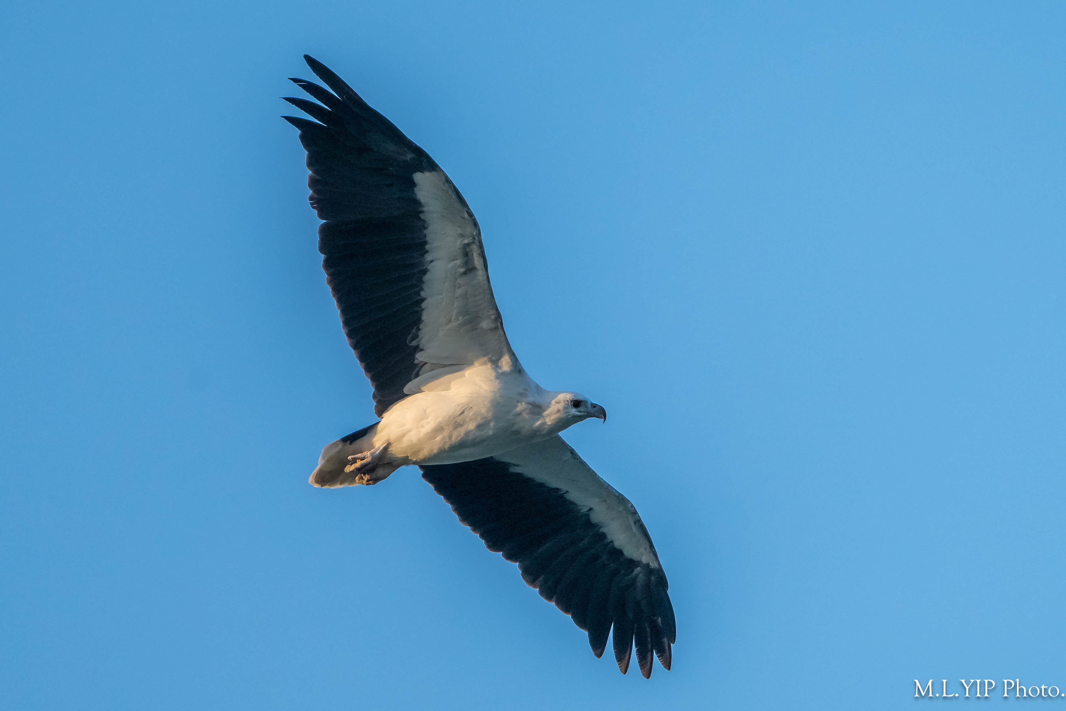 Z8S_8353.jpg