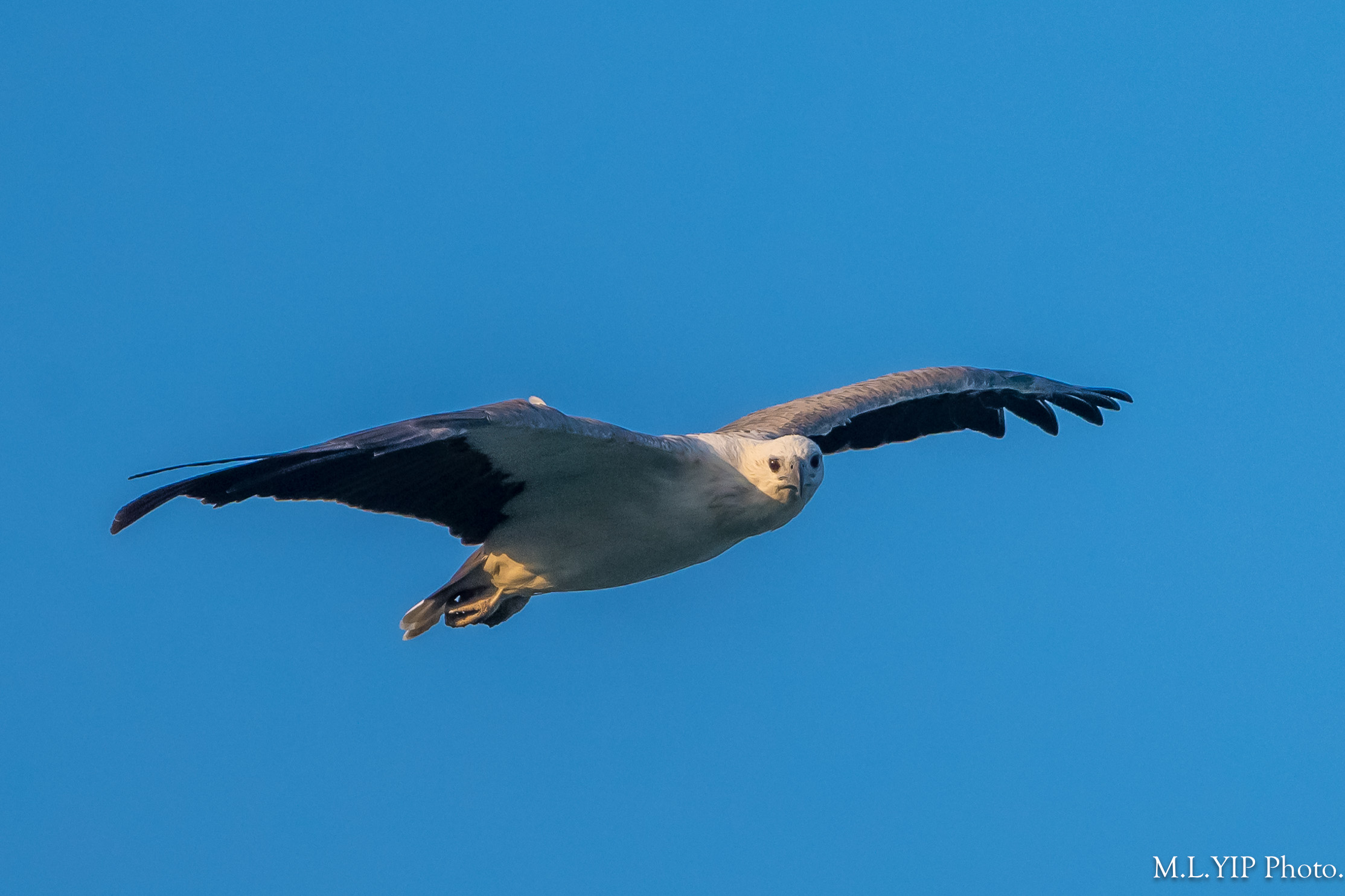 Z8S_8376.jpg