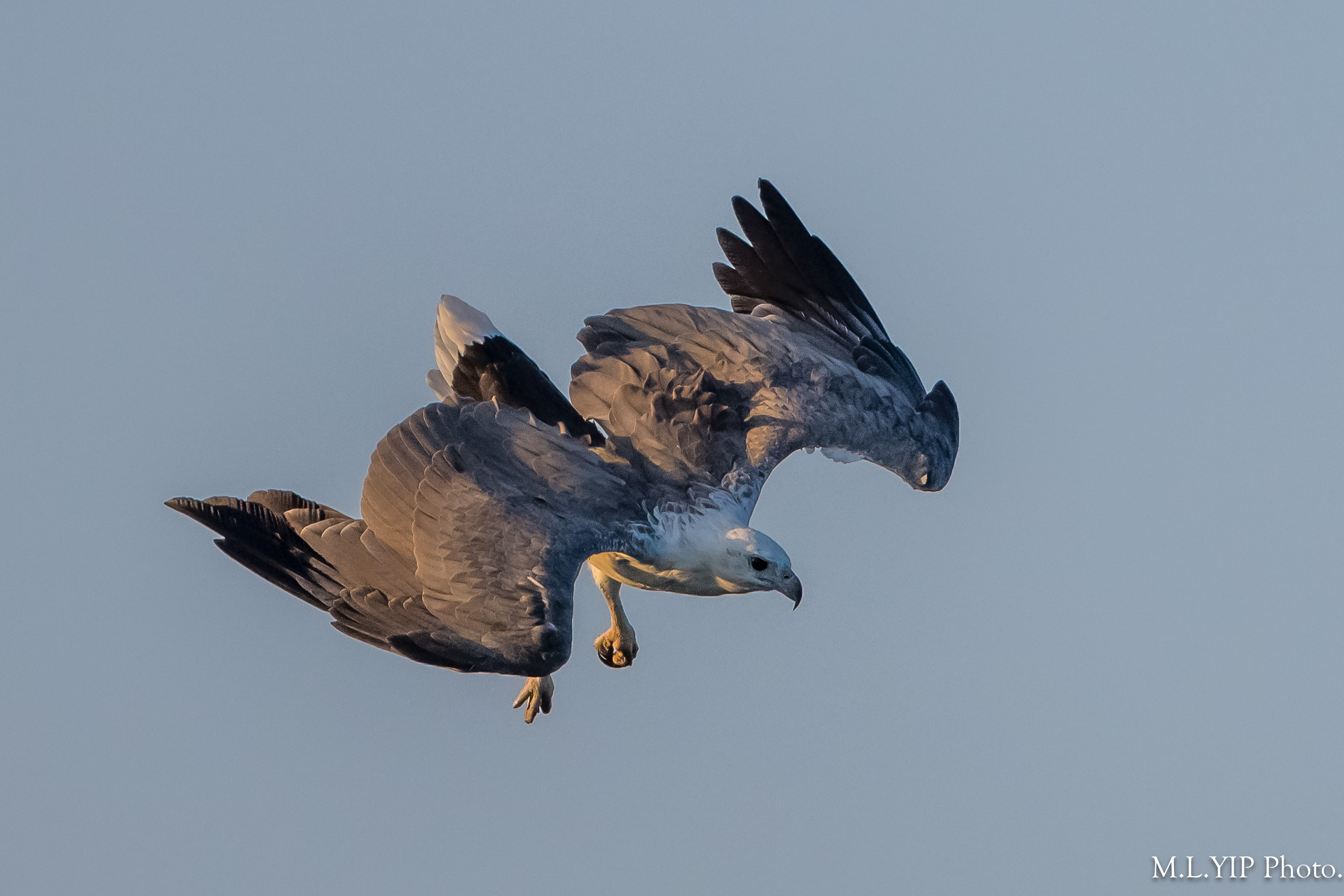 Z8S_8414.jpg