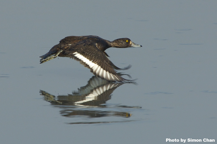 Tufted Duck_2.jpg