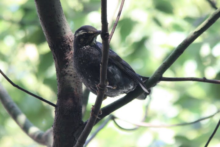 Siberian Thrush III.jpg