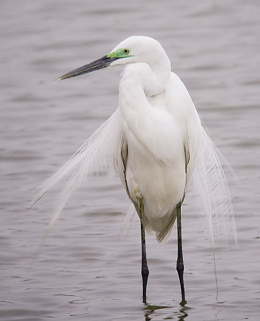 great egret.breed DSCN0836.jpg