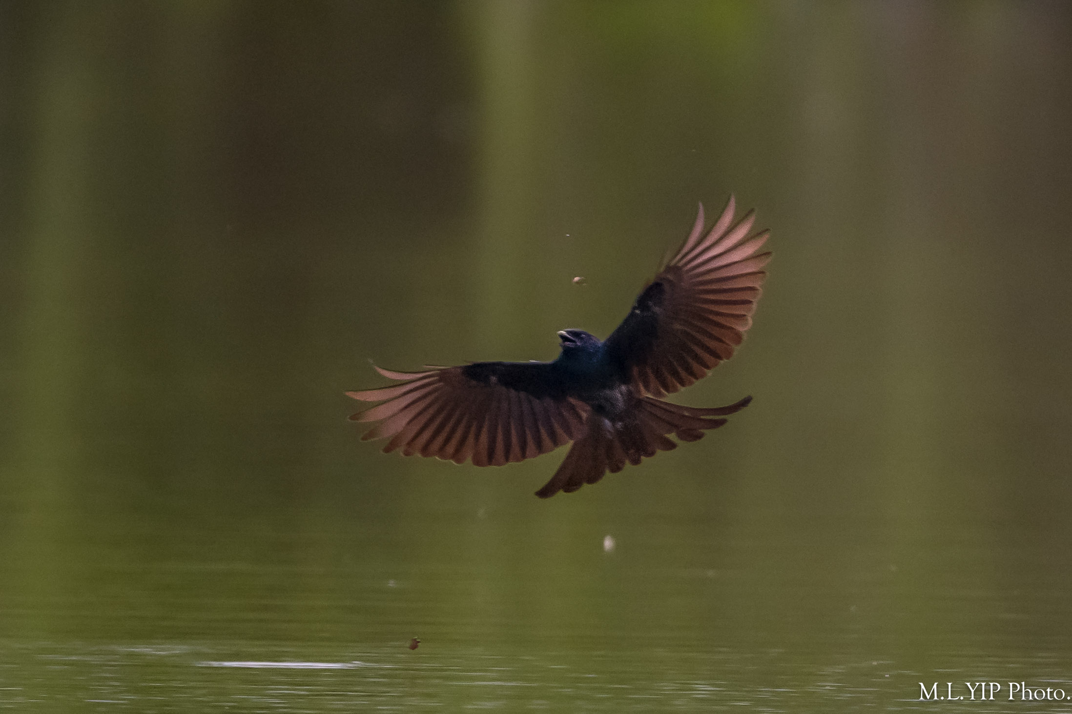 Z8Y_0396.jpg