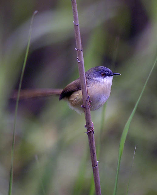 yellow bellied prinia.breedDSCN1907.jpg