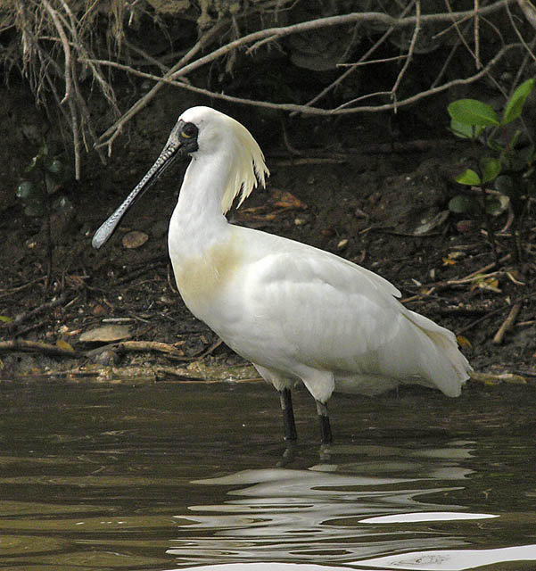 bf spoonbill.breed.adj  DSCN2479.jpg