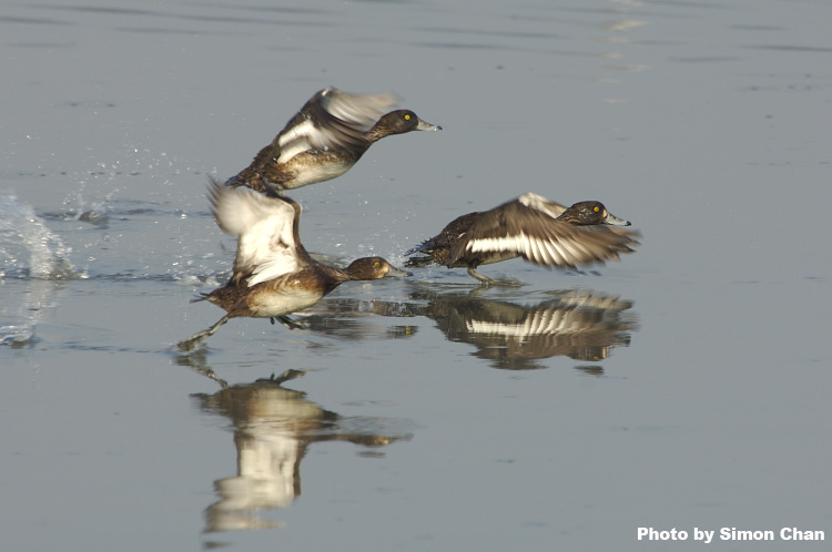 Tufted Duck_3.jpg