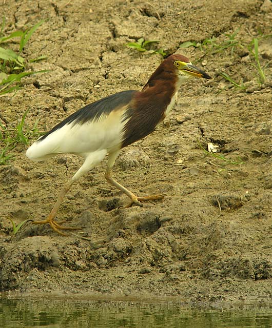 chinese pond heron.breedDSCN4127.jpg