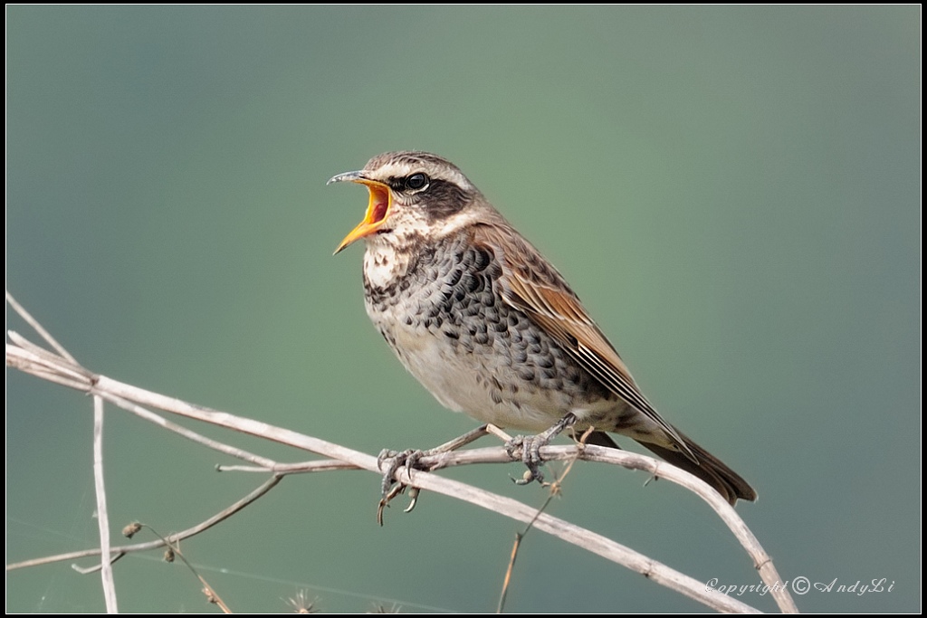 Dusky Thrush - 班鶇a.jpg