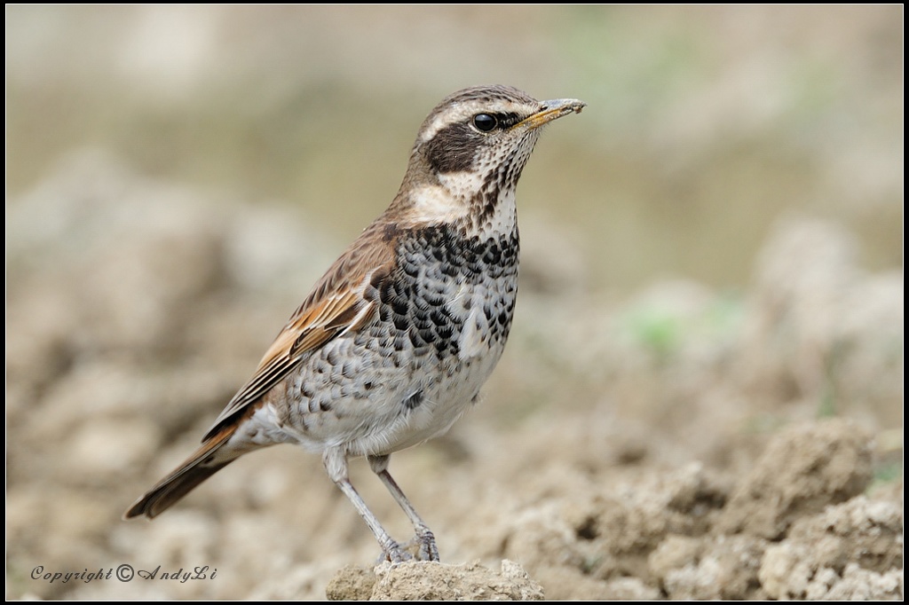 Dusky Thrush - 班鶇c.jpg