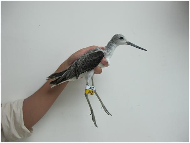 CGreenshank.jpg