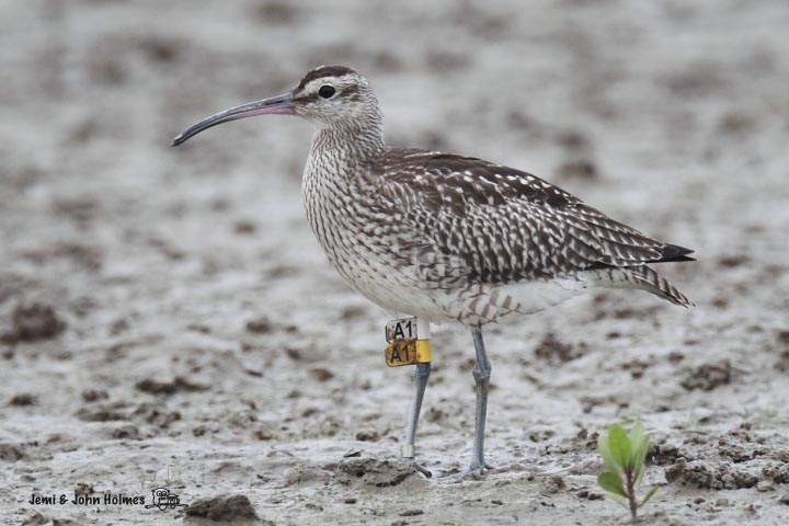 Whimbrel_A1.jpg